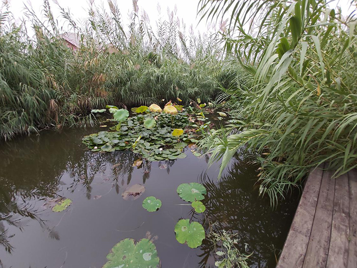 人工濕地雨水凈化
